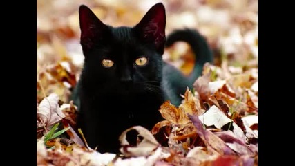 Сладки Котенца