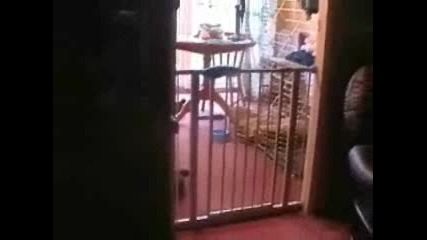 Смях * Котето акробат 