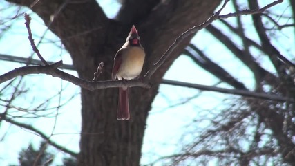 Северен Кардинал - Northern Cardinal 