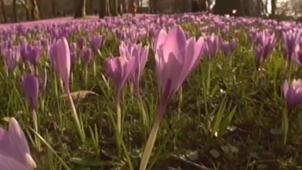 Tchaikovsky Waltz of the Flowers