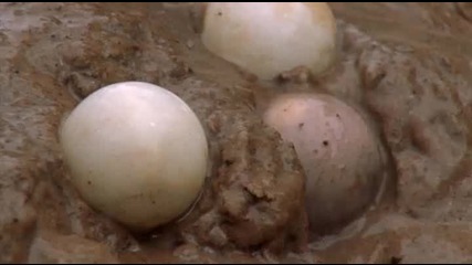 Излюпването на яйцата при Двуноктестата костенурка..
