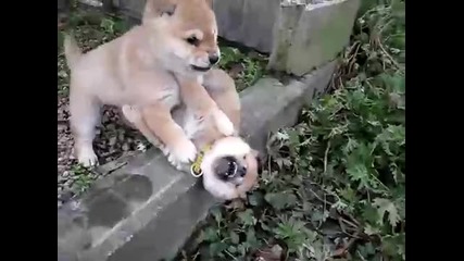 Видя ли, че съм по-силен... :)))))