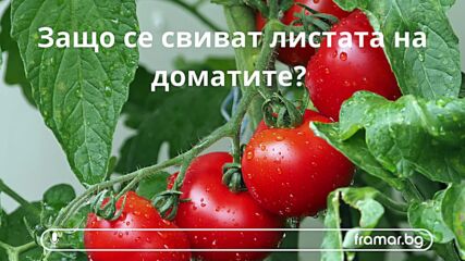 Защо се свиват листата на доматите (аудио статия)
