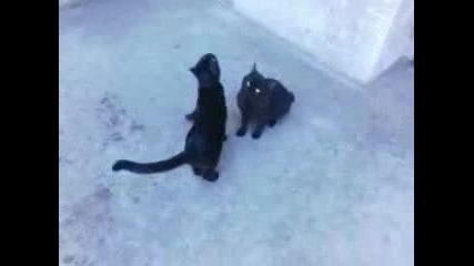 Черни котета се ухажват ;)