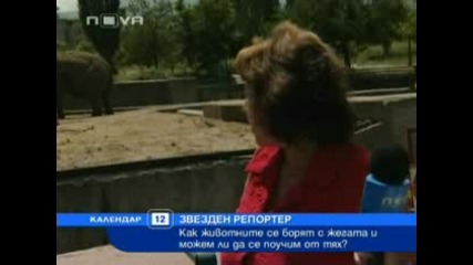 Звезден репортер - Теодора