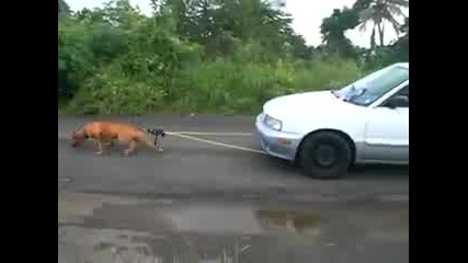 Pitbul_dyrpa_kola_high_quality_c