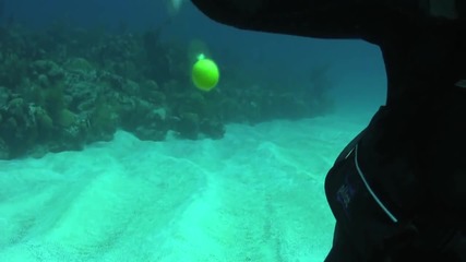 Вижте какво се случва, когато счупим яйце на 18 метра под водата
