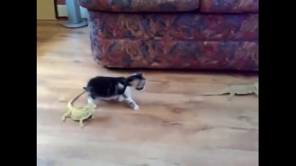 Котка срещу гущер. Смях