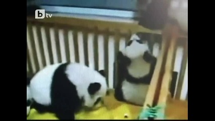 Боричкащи се бебета панди