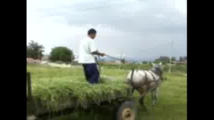 Yasar 1