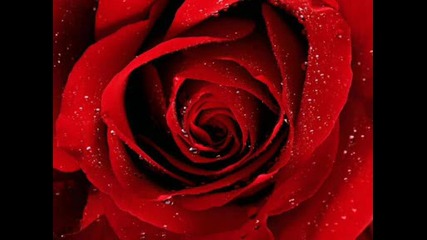 Тъмночервена Роза
