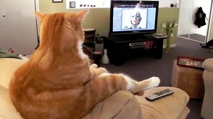 Котка гледа телевизия:)