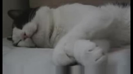 Котка сънува