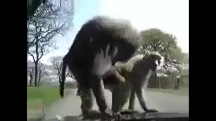 Така го правят маймуните, ... директно на капака на колата!
