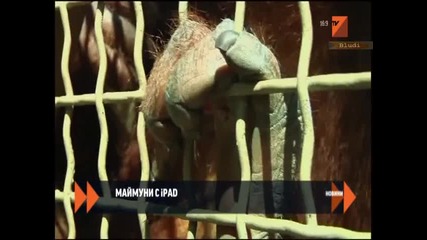 Маймуни ползват Ipad