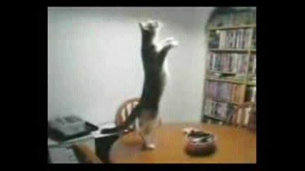 куриоз! котка танцува лезгинку! 