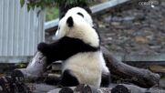 Споделена грижа: Панди се гушкат, за да се стоплят (ВИДЕО)