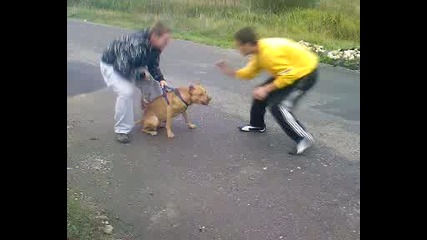 arji i chita 
