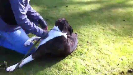 Човек спасява куче от смърт 