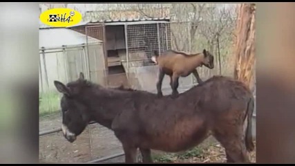 Смешни животни компилация - Луди Кози