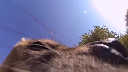 Изключителната красота на дивата природа и приятелството между човек и диви животни !