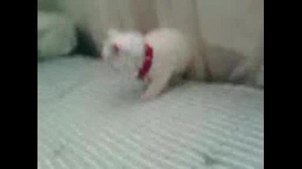 котка катерач яко