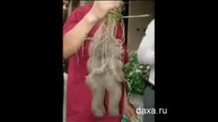 Виц на Природата