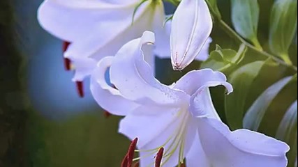 Водна Лилия