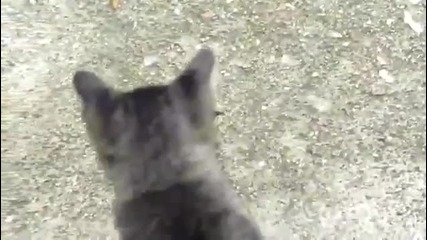 Котка се бие със скорпион