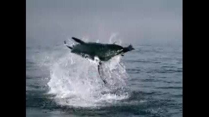 The King of Ocean ( Great White Shark ) 