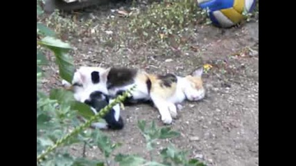котка с малкото си /паталеница