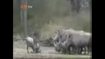 антилопата се прави на лоша пред носорозите... 
