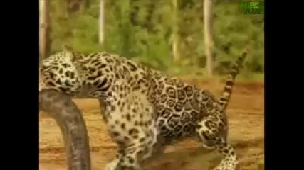 Anaconda vs. Jaguar
