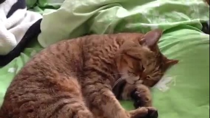 Котка спи като пън