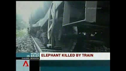 India 08 - Elephant Killed By Train
