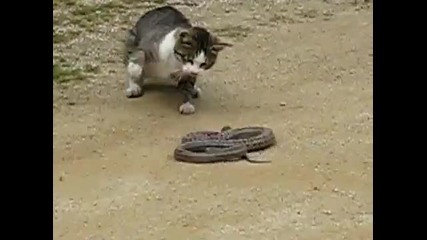 Котка се бие със змия (змията побеждава)