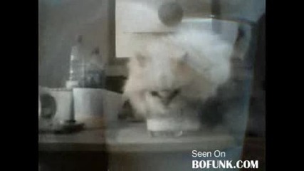 kote blije mlqko