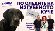 По следите на изгубеното куче!