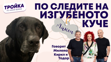 По следите на изгубеното куче!