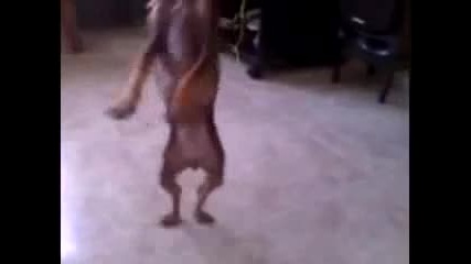 Танцуващо чихуахуа