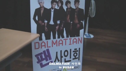 Dalmatian ~ In Busan