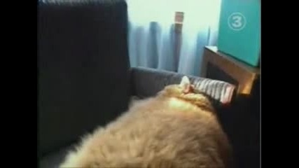 Рекордите на Гинес - Най - дебелата котка 