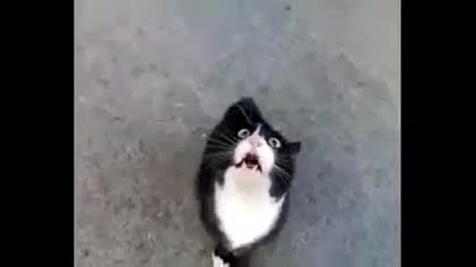 Смешна нервна котка говори на котешки