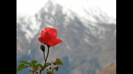 Розовата Долина - България