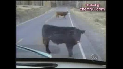 Cow