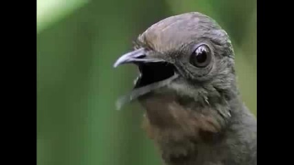 Изумителна птица в Австралия издава много странни звуци
