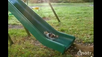 котка бяга на пързалка (смях) 