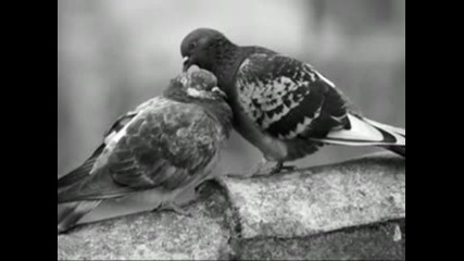 Zeljko Bebek - Gdje li si mi ti sad