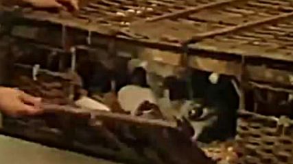 Hard § Psych Sound 1967 - 1979 Chapter Ii Video