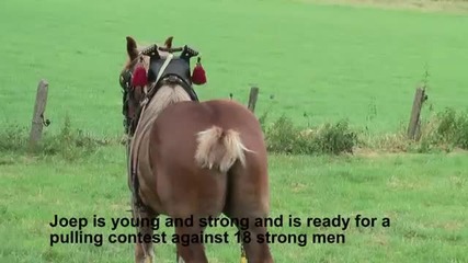 Кон срещу десетки мъже